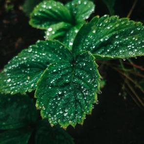 ���� ��������