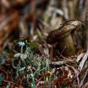 ����: ����� ����