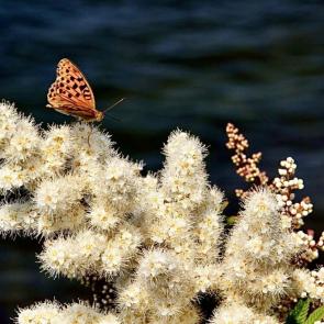 ����: �������� �������������