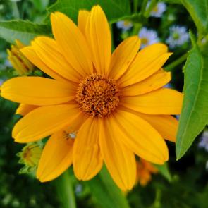 ����: ������