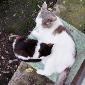 ����: �����