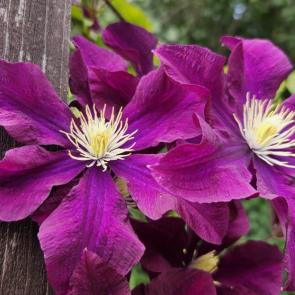 ����: ��������� ��������