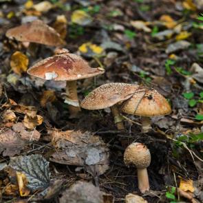 ���� ��������: 