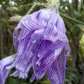 �������� �����