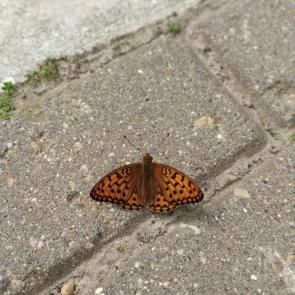 ����: �������