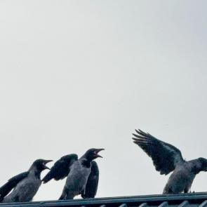 �������� �����