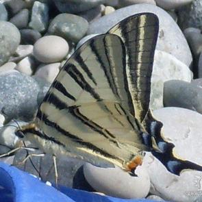 ���� ��������: ������� �����