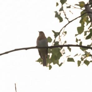 ������� ����