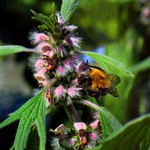 ��������� � ����� �� ����������