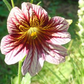 ����: ��������