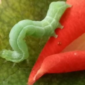 ���� ��������: 