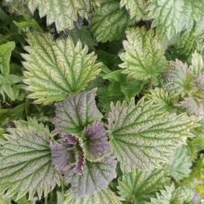 ���� ��������: ���������� ��������