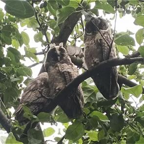 ����: �������