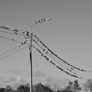 ����: ������ ����� 