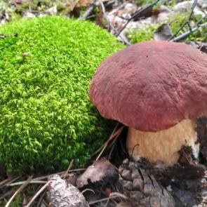 ����: ���� ������ 