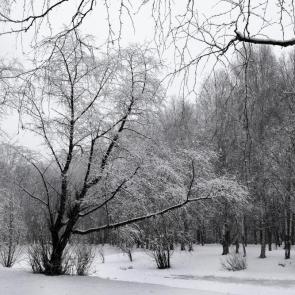 ����: ������ ����