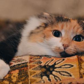 ��������� ��������