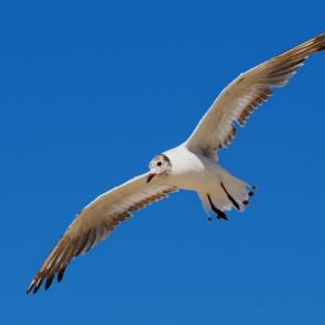 ����: �������� ���������