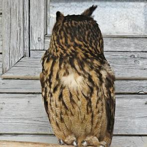 ����:  �������