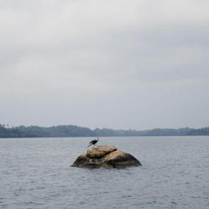 ����: ��������