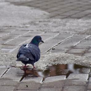 ����: ����� � ���� ��������. ����� �� ����?