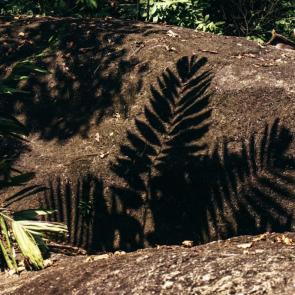 ����: �������