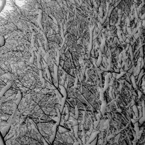 ����: ����