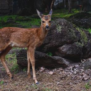 ����: ��������