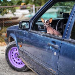 ����: ������, �������