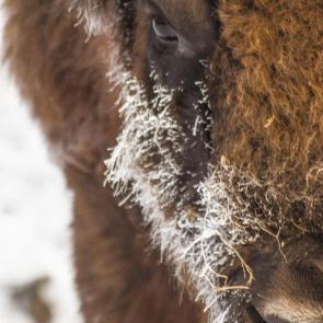 ����: ���� �����