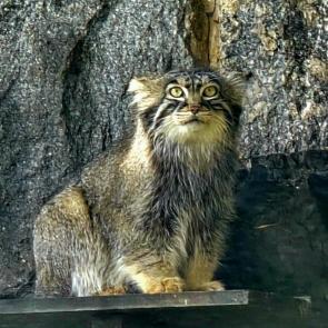 ���� ��������: ����� 