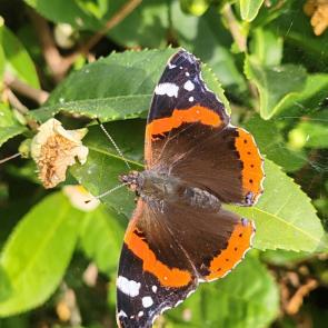 ����: �������