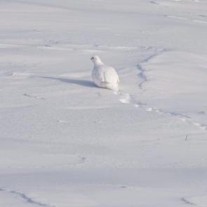 ����: ����� �� ����� 