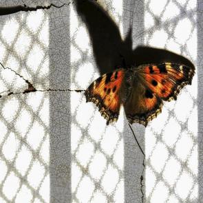 ����: �� ��������.