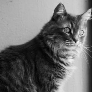 ���� ��������: 