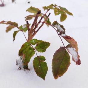 ���� ��������: ������ ���������