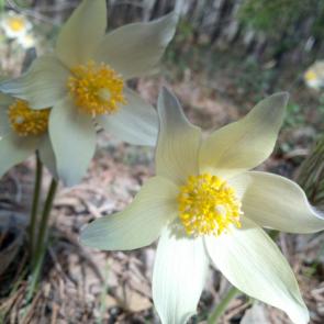 ���� ��������: ������ ��������� �����