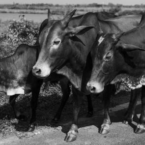 ����: ������� ���������