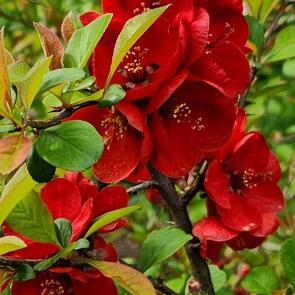 ���� ��������: 