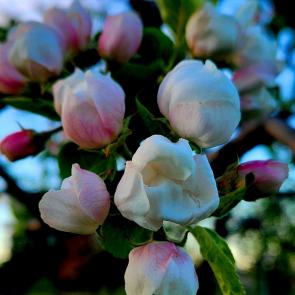 ���� ��������: ������ ������