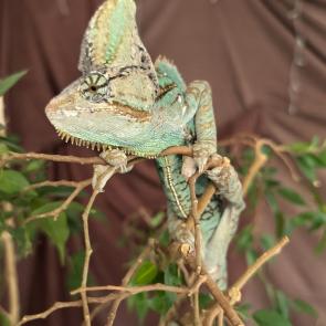 �������� ����