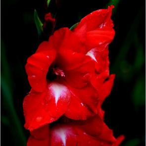 �������� �����