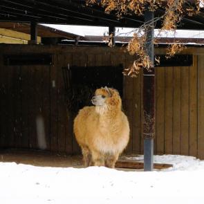 �������� ����