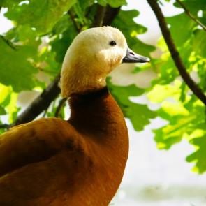 ������� ����