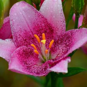 ����: �����-������� �����