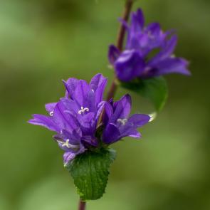 �������� �����