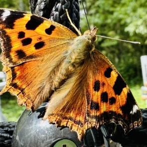 ������ ���� � �������