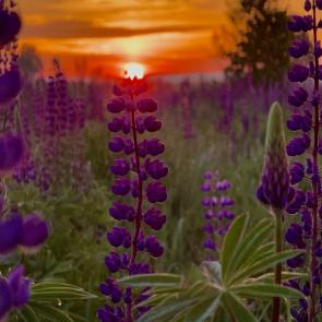 �������� �����