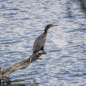 ����: ������, �������