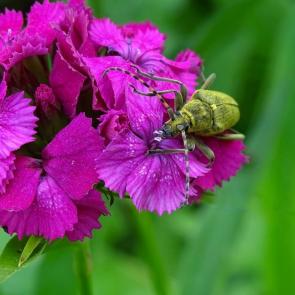 ������ ���� � �������